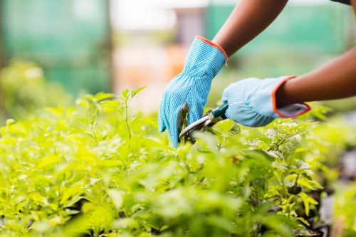 Healthy soil and plant care in Bounds Green garden